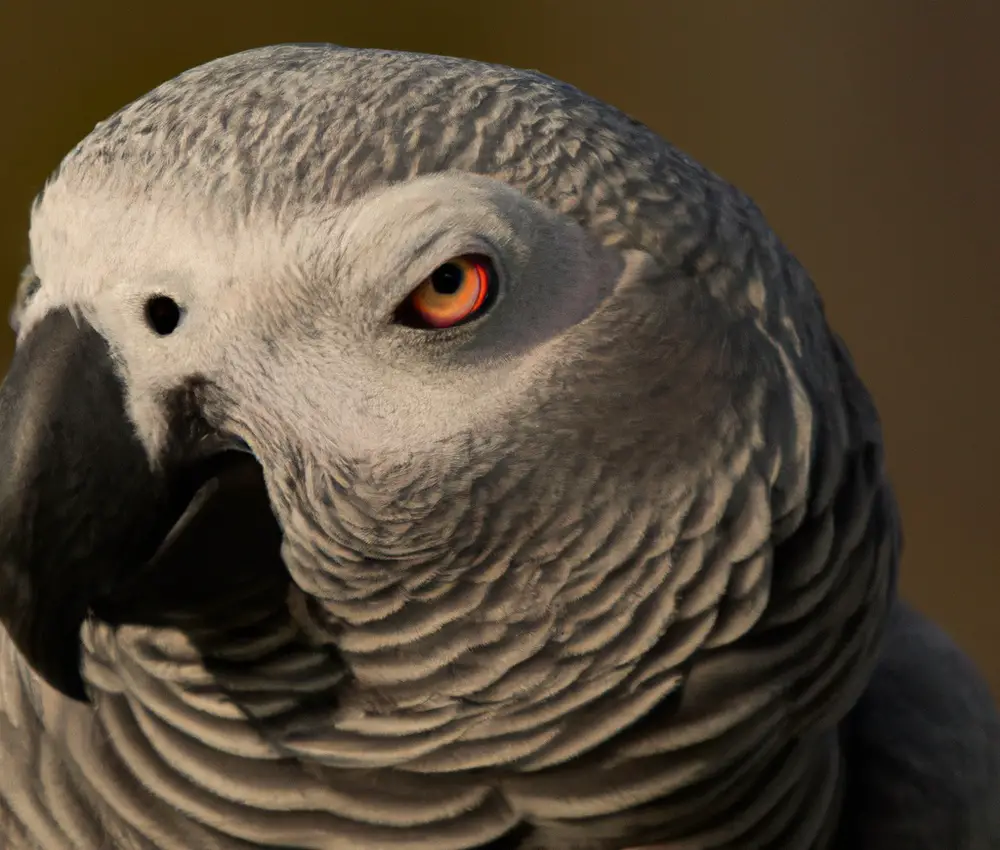 Wild vs Captive Grey Parrots
