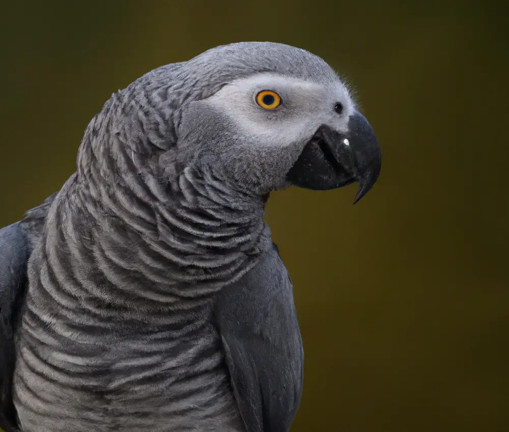 Wild vs. Captive Grey Parrots