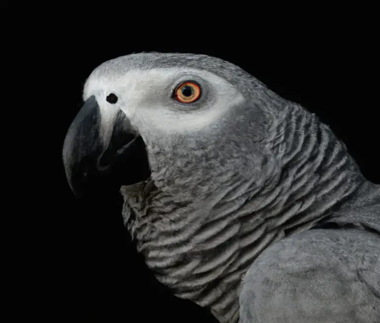 What Is The Significance Of African Grey Parrots In African Folklore?