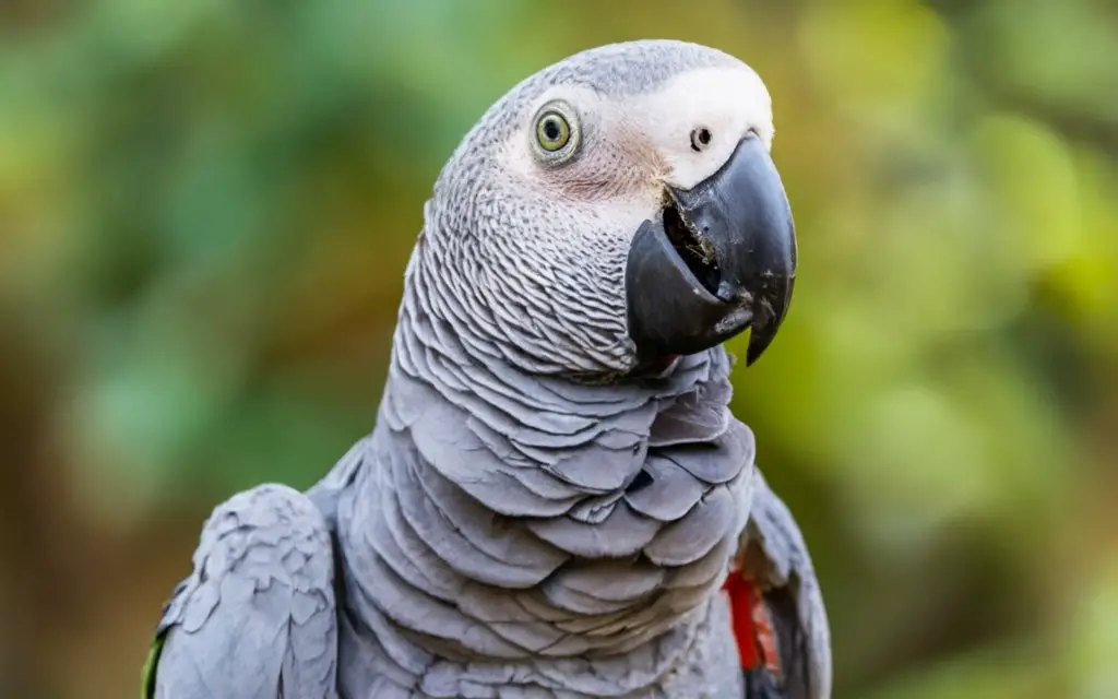African grey parrot eating almonds.