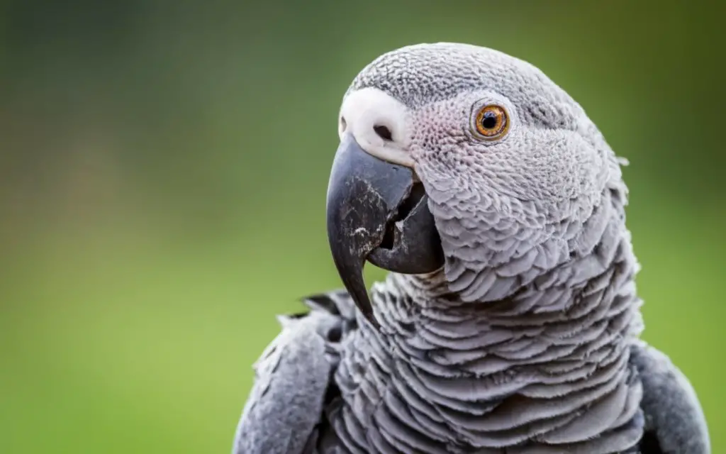 African Grey Parrot Eating Peaches