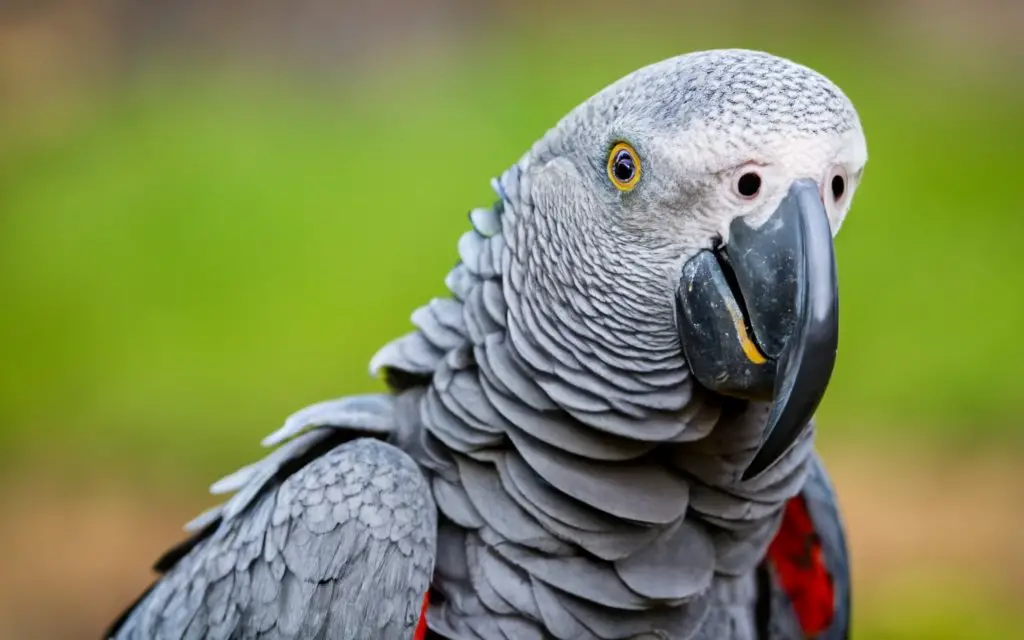 African grey parrot enjoying corn.