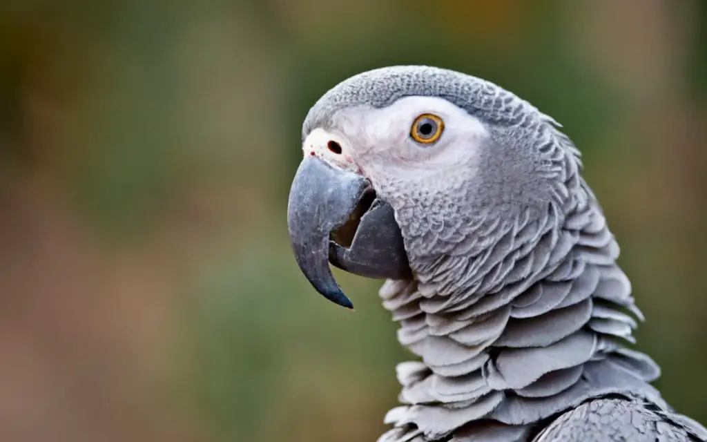 African grey parrot with cilantro.