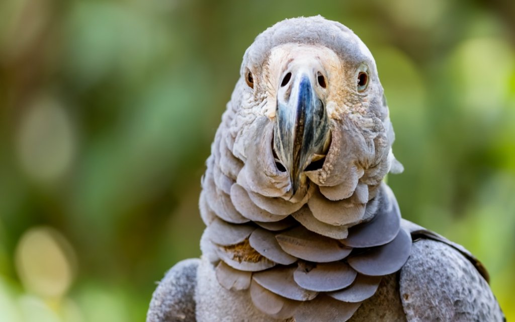 African grey parrot with fig.