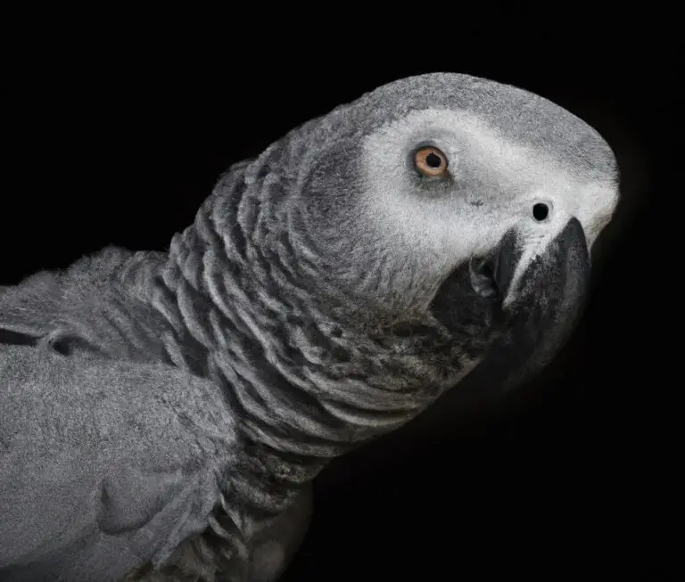 What Are The Different Color Mutations In African Grey Parrots?