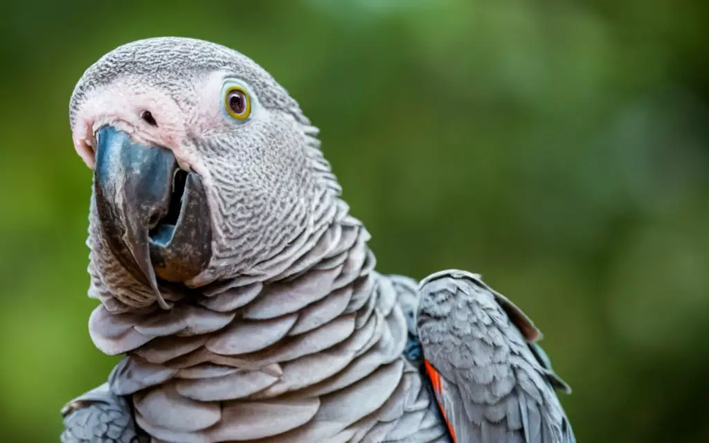 Yes, almonds are safe for African grey parrots to eat.

ALT text: African grey parrot eating almond.