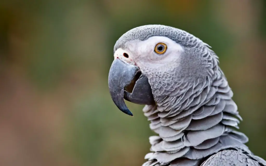 African Grey Parrot