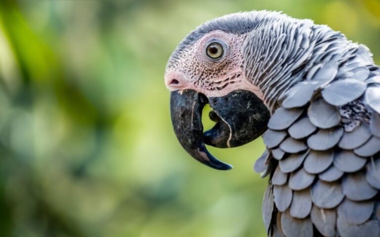 Can African Grey Parrots Be Housetrained?