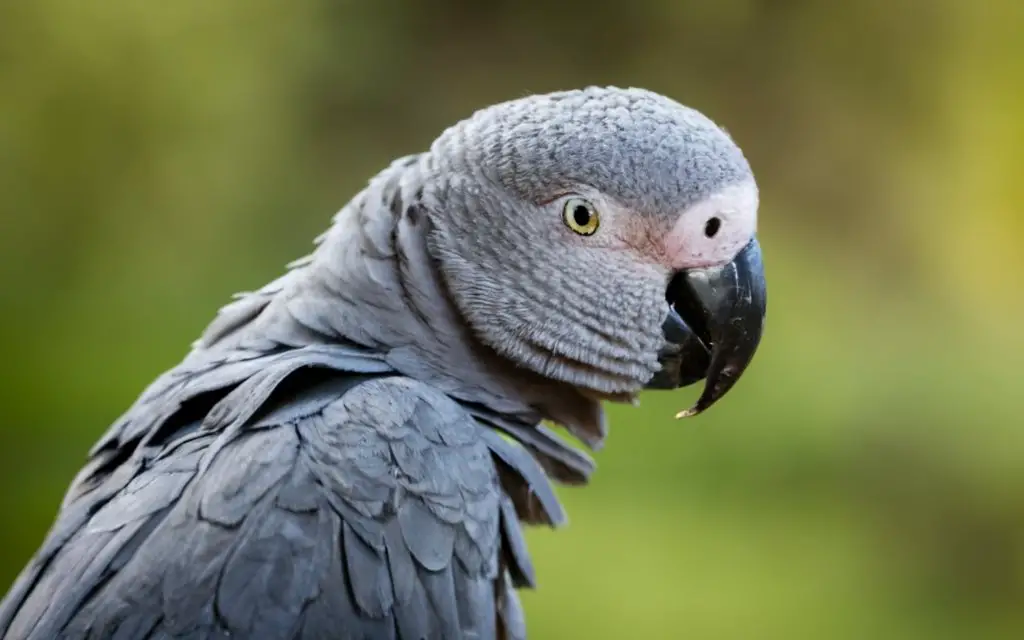 African grey parrot eating broccoli.