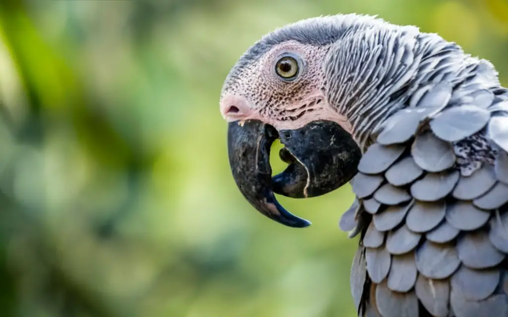 Grey parrot eating coconut.